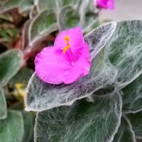 ハツユキソウ,トラディスカンティア シラモンタナ,コキア(ホウキグサ),ネリネ(ダイヤモンドリリー),クロマツと梅の木の画像