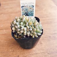 ブラックベリー,多肉植物,OHANA GARDENの画像