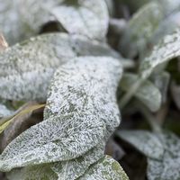 イチゴ,バラ,ラムズイヤー,ラムズイヤー,グリーンアイスの画像