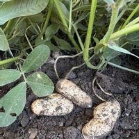 ハナミズキ,ラッカセイ,ランチ,今日のお花,２０２０年５月同期の画像