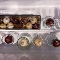 ヒヤシンス,野菜室占拠！,遊ぶ,GSに感謝。,ヒヤシンス水栽培の画像