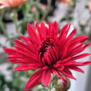 キク,葉牡丹,モミジバフウの紅葉,モミジバフウの紅葉,スプレーマム　ダンテの画像