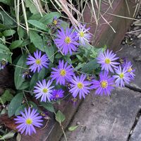 ノコンギク,ミニバラ　スィートチャリオット,花のある暮らし,ノンフィルター,さいた✨の画像