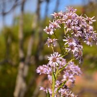 アメリカフウロ,アメリカフウロ,シオン,シオン,シオンの画像