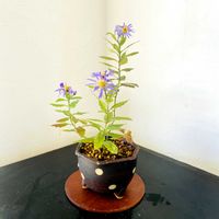 ノコンギク,盆栽,花のある暮らし,小さい花,bonsaiの画像