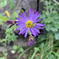 キク,ノコンギク,マム,スプレー菊,きくの画像