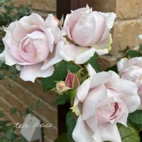 バラ,バラ　ザ セレスティアル,ガーデニング,ナチュラルガーデン,バラ 鉢植えの画像