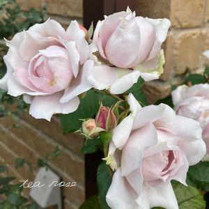 バラ,バラ　ザ セレスティアル,ガーデニング,ナチュラルガーデン,バラ 鉢植えの画像