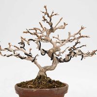 ニオイカエデ,盆栽の画像