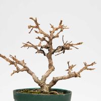 ニオイカエデ,盆栽の画像
