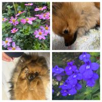 ビデンス,ストレプトカーパス,ポメラニアン♡,秋の花,ワンワン祭りの画像