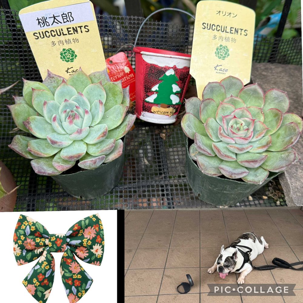 ちよこさんの山下公園への投稿