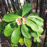 ハナキリンの画像