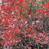 ブルーベリー,ブルーベリーの紅葉の画像