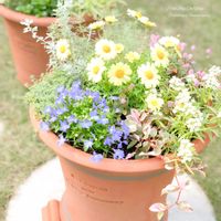 マーガレット,マーガレット,ロベリア,ロベリア,スイートアリッサム の画像