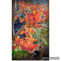 ブルーベリー,南天,南天,紅ドウダン,入日の画像