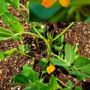 落花生,ピーナッツ,美味しい,いつもありがとう,家庭菜園初心者の画像