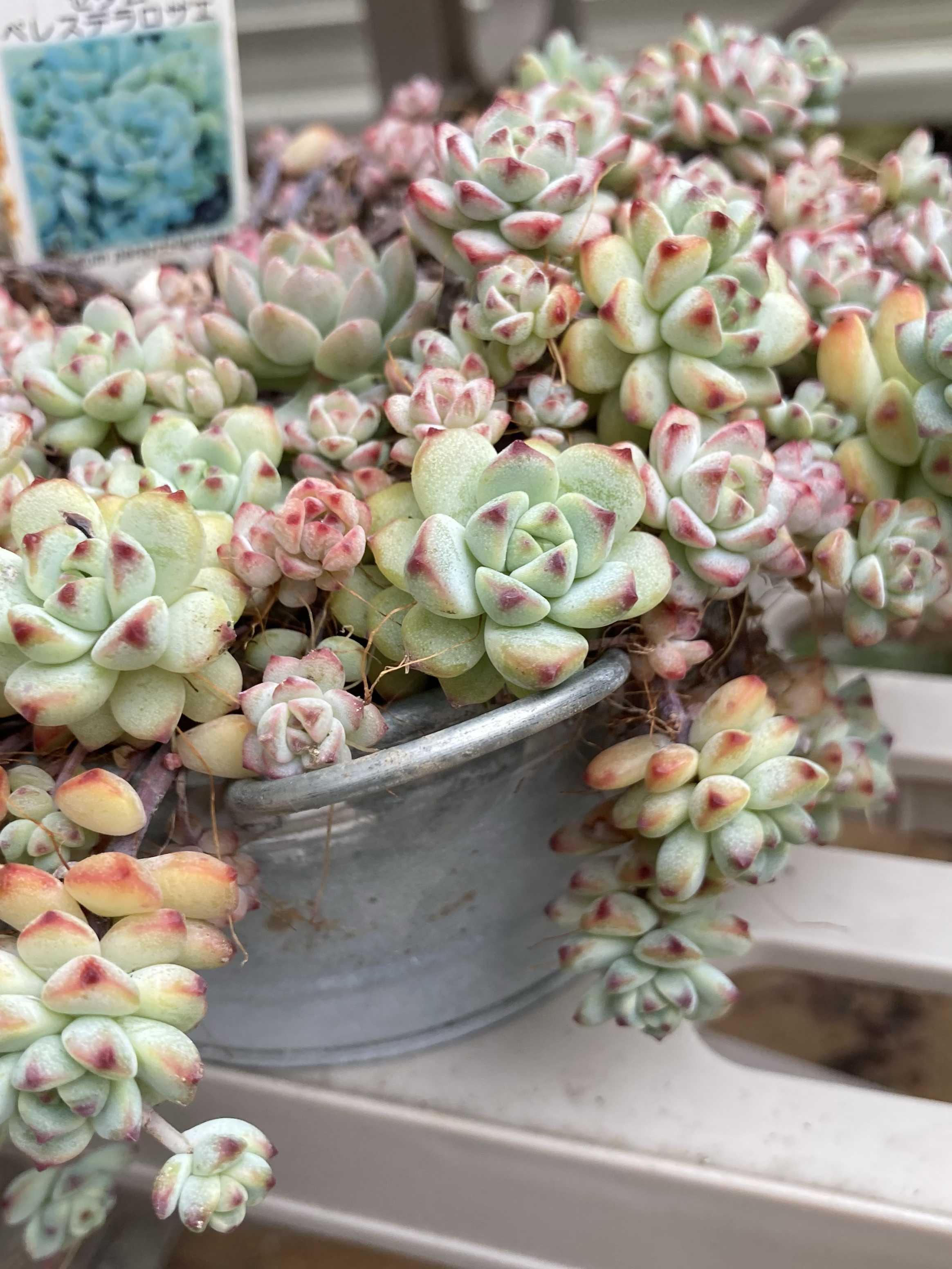 ペレスデラロサエ ピンクエッジの一覧｜🍀GreenSnap（グリーンスナップ）