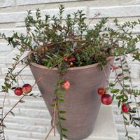 クランベリー,紅葉,シモツケ ,ヘンリー蔦,ニュウレンベルキアの画像