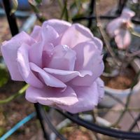 ダリア,ダリア,ダリア,バラ,バラの画像