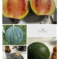 スイカ,かぼちゃ,小さなかぼちゃ,収穫,季節外れの画像