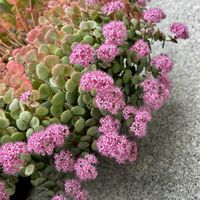 チェリーセージ,ノコンギク,ミセバヤ,被災地にエールを…。の画像