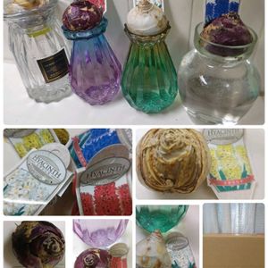 ヒヤシンス,ヒヤシンス 水耕栽培,根活,ヒアシスターズ,ヒヤシンス友の会の画像