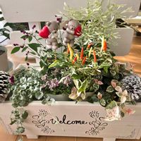 アリッサム,ハツユキカズラ,白雪姫,ディコンドラ,千日紅 千紅花火の画像