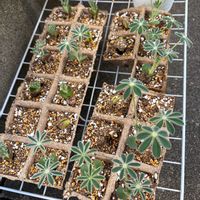 ルピナス,クリスマス,種から,セリア雑貨,タネラーの画像