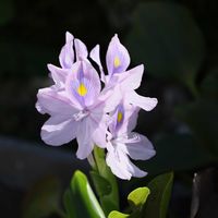 ホテイアオイ,水生植物,青い花,沖縄,水辺の水曜日の画像