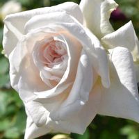 バラ,バラ ロイヤルコペンハーゲン,エレガント,素敵な出会いに感謝,胸キュンの画像