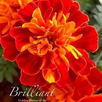 マリーゴールド,ドライフラワー,花のある暮らし,コンパニオンプランツ,緑のある暮らしの画像