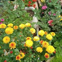 ミニバラ,ミニバラ,ミニバラ,ミニバラ,ガーデンマム　ジジ　ゴールデンの画像