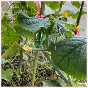 キク,キュウリ,ビタミンカラー,復興祈願,ピンク❤︎ピンクの画像