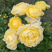 バラ,薔薇,ばら バラ 薔薇の画像