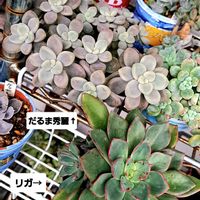 だるま秀麗,リガ,エケベリア  リガ,グラプトペタルム,多肉棚の画像