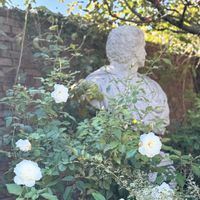 ニチニチソウ,バラ,フジバカマ,ばら バラ 薔薇,つぼみに魅せられての画像