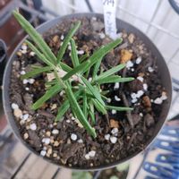 ローズマリー,ハーブ,ガーデニング,ネコ好き,挿し芽の画像