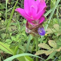 クルクマ,クルクマ,クルクマ,クルクマ,クルクマの画像