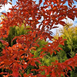 ヒメシャラ,ヒメシャラ,葉っぱ,真っ赤,紅葉（こうよう）の画像