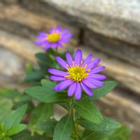 ノコンギク,花のある暮らし,緑のある暮らし,ベランダの画像