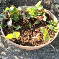 イチゴ,イチゴ,庭の画像