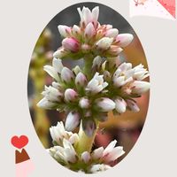 バラ,ひまつり,花のある暮らし,お花大好き♡,お散歩ちゃんキーホルダーの画像