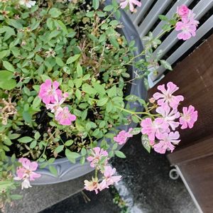 フェイク・造花,ご近所散歩,乙女ピンク,ばら バラ 薔薇,斑入の画像