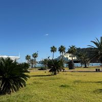 ヤシの木,韓国　済州島,キュンキュン乙女倶楽部,HTC,【こまち多肉部】の画像