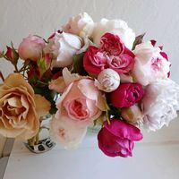 ヒヤシンス,サンパラソル,ヒヤシンス 水耕栽培,ヒアシスターズの画像