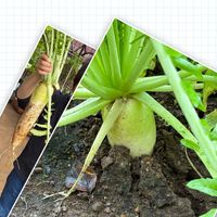 私のお庭,GSforキッズ,千葉県北西部,チーム♡シロ,小さな庭の画像