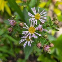 シロタエギク,ノコンギク,帯解ノコンギク,花のある暮らし,スマホ撮影の画像