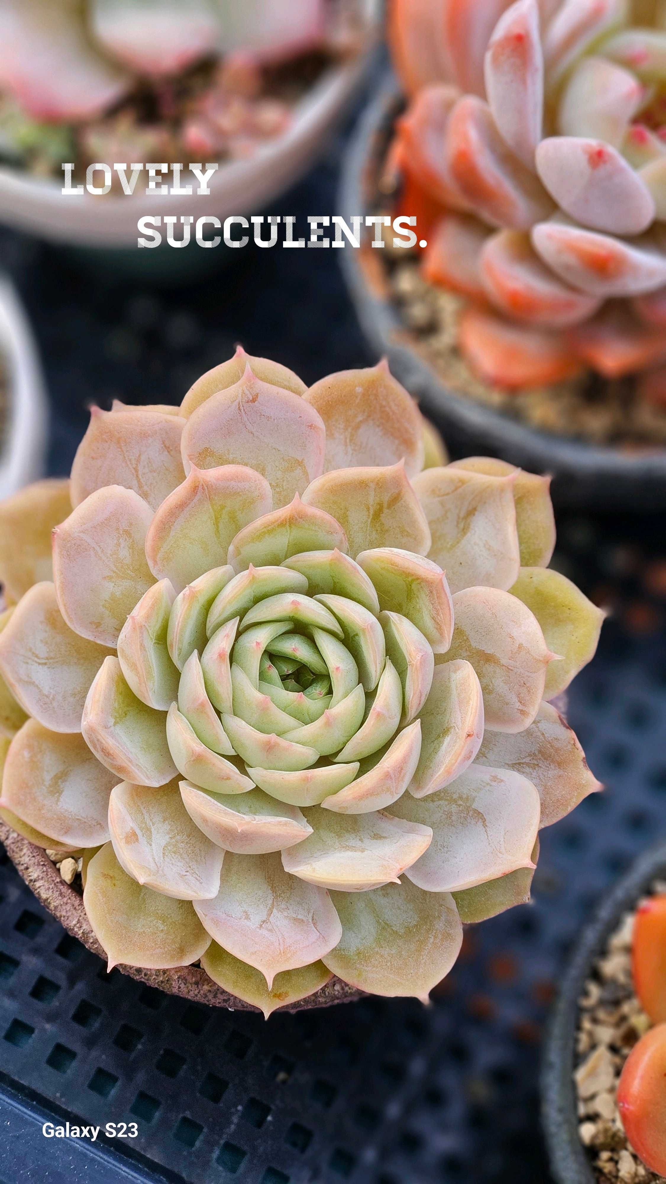 オウンスローの育て方｜🍀GreenSnap（グリーンスナップ）