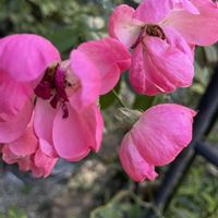 薔薇,iPhone撮影,小さな庭の画像